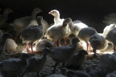 imtoken下载|最新的爱荷华州禽流感病例使 12 月总数接近 700,000